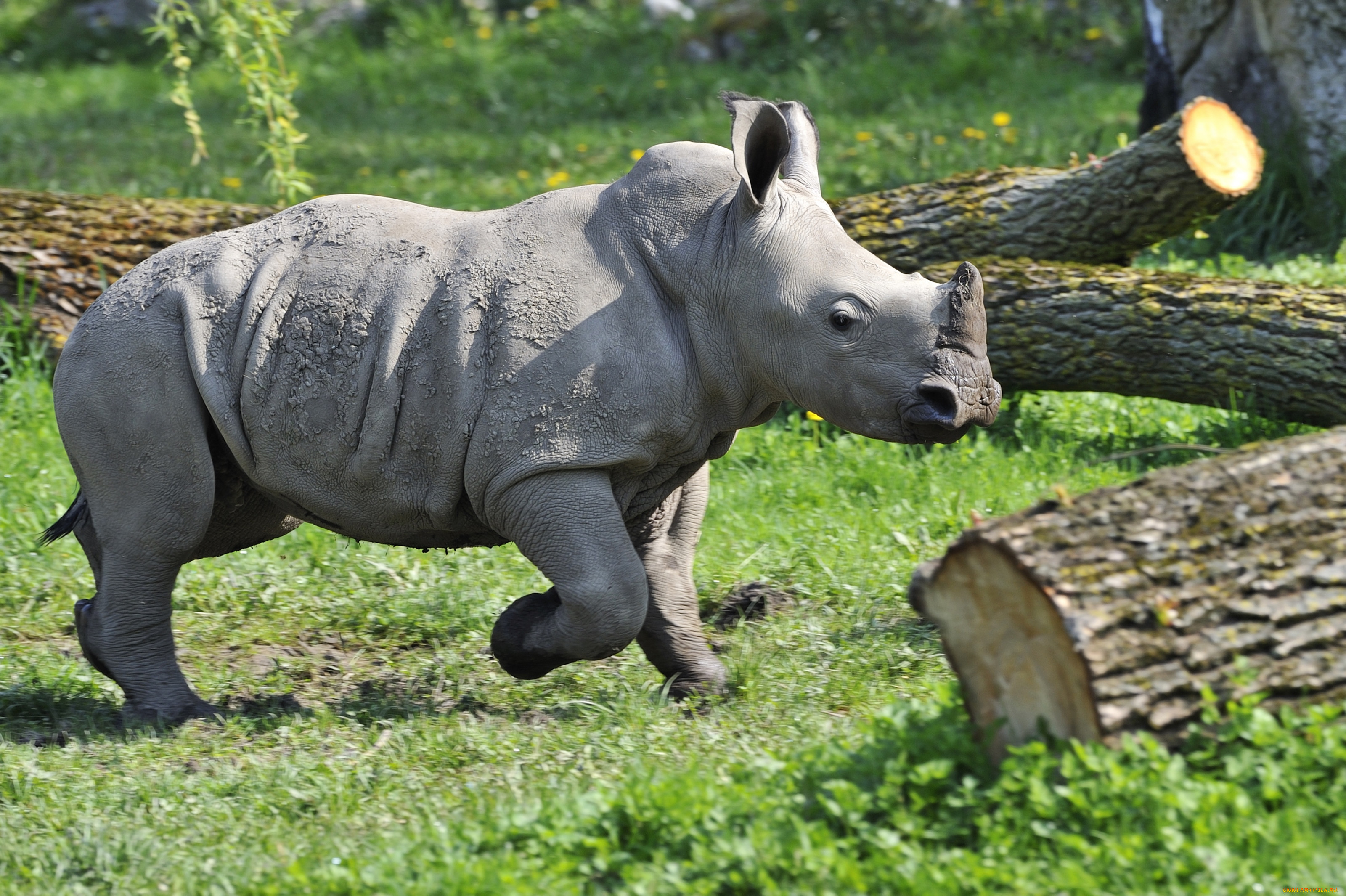 Носорог рептилия. Детеныш носорога. Маленький носорог. Носорог малыш. Маленький носорожек.